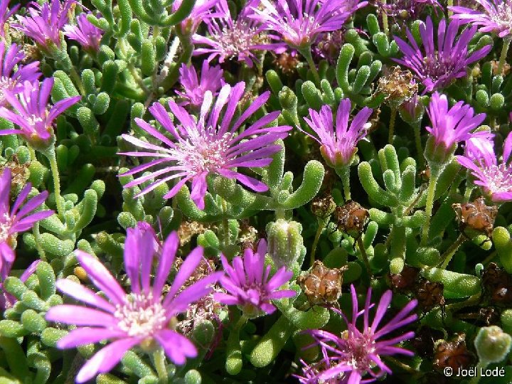 Drosanthemum hispidum P1150878